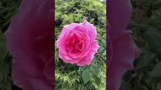 Bewitched rose-big flower. Easy repeat blooming. Very fragrant