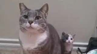 Говорящий кот 2019