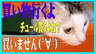 「猫動画」エコバッグに入って買い物に行こうとするここちゃん　チュールは買いませんよ