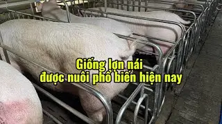 Lợn nái con giống, nguồn gen nào tốt nhất . Được nuôi phổ biến nhiều hiện nay .