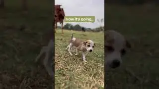 Best Puppy Transformation U'll Ever See 😍 | TSA Family | #shorts | The Stray Army 🐶🐾