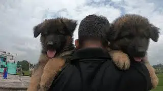 Long Coat Heavy Bone German Shepherd !! 7903135882 !! Dog Sell !! Dog Market !! German Shepherd !!
