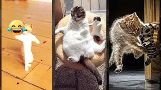 Funny Cats 2024 😅 Kitten meowing 🐕 #FunnyCats Ep 7423