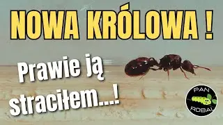 Nowa kr&oacute;lowa Tetramorium! 👑 Mr&oacute;wcze ogłoszenia i mały dramat w prob&oacute;wce 🐜💥