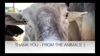Let's Help Farm Animals! Campaign for The Farm Animal Sanctuary.