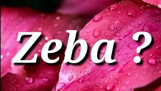 Zeba Name Ke Meaning | Zeba Name Status | Zeba Naam Ka WhatsApp Status | Magic of Name