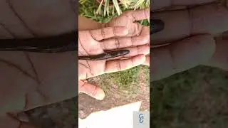 Leeches Cure? #Medicinalleech #Leech therapy #hirudotherapy