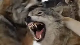 Wolves fighting