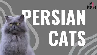 Persian Cats for Sale in India: Price, Care & Breeder Guide for First-Time Owners : Mykitten.in