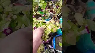 #garden #plants#nature #love #trending #funny #animeart #youtubeshorts #food #flowers #art #fyp #sea