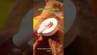 Individual store It is important to regular #CatCycle #catlover#FleaComb  #LiceComb #PetGroomingTool