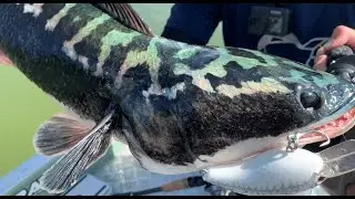 The Giant Snakehead AKA Toman | Snakehead fishing in Malaysia | Klau Dam, Pahang