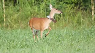 Missouri proposes changes to chronic wasting disease hunting regulations