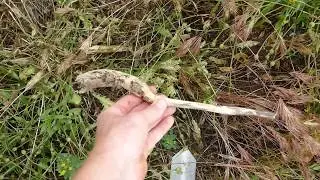 Building healthy soil with nitrogen fixing plants