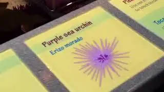 Monterey Bay Aquarium 2018
