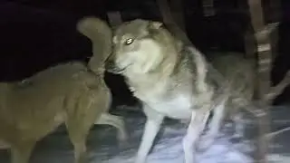 #wolf #hybrid #hund #wolfhybridhund