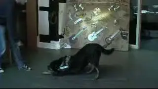 Aurelia's Filmtiere: Auszug aus dem Repertoire von Filmhund Bruno