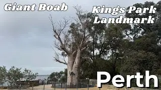 Watch With Me: Giant Boab &lsquo;Gija Jumulu&rsquo; Perth (2025) | Kings Park Landmark