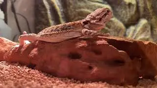【Y.FUTOAGO】②飼いたての日常と疑問＋ナイトルーティン⁉️