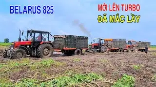 Máy Cày Belarus 825 Mới Lên Turbo Chở Củ Mì Dính Lầy Đạp Xem Thử Xe Có Mạnh Hay Không