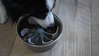Messy Mutts Slow Feeder Insert