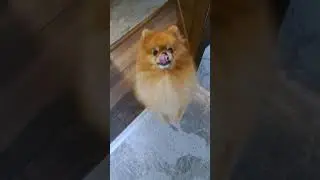Макс всегда рад тебя видеть! #pomeranian #love