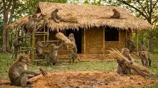 Monkeys Build a Beautiful Mud Hut Together | Traditional Hut Construction in the Forest | 4K Ultra