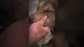 &ldquo;Miracle Moment: Kind-Hearted Samaritan Restores Sight to a Stray Puppy&rdquo;