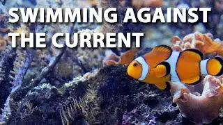 Against the Current (with Nemo & Designer Clownfish) | Eine Kleine Nachtmusik by Mozart