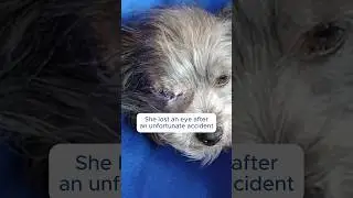 Randy Mae's Inspiring Recovery After Losing an Eye | Tier 1 Vet Alaska
