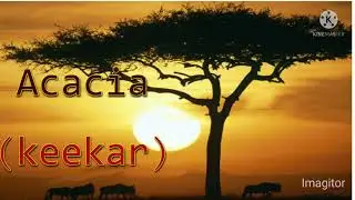 Acacia (keekar tree)|ABDUL VOICE