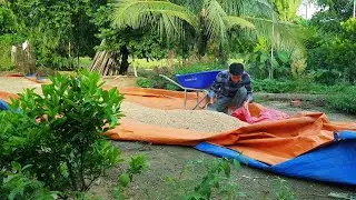 Rice has been dried and stored | QT Farm Life