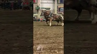 One of the best teams #horse #belgian #pulls