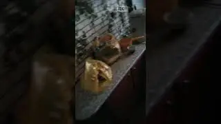 АЛКОЖОРИК | ВИДЕО ПОРВАЛО ВЕСЬ ИНТЕРНЕТ