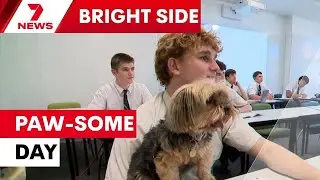 Paw-some support: Dogs help students tackle HSC stress | 7NEWS