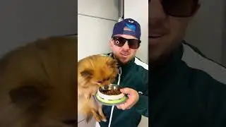 POrque ele COMEU Ra&ccedil;&atilde;o 🐶🍽️
