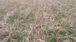 Борона для соломы Claydon создает залежалую семенную грядку после озимой пшеницы