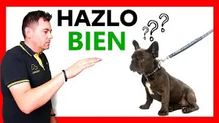 🖐 como SALUDAR a un PERRO DESCONOCIDO - como se SALUDAN los PERROS 🐕&zwj;🦺 (7 PASOS)