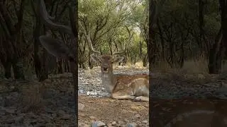 Biggest antlers deer #deeranimal #animals #doglover