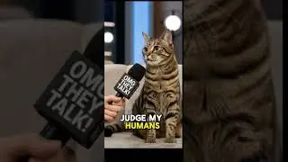 CatCast about daily routine