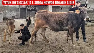 YETUK BO‘G‘OZLAR SHVEST❄ EGIZCHI BO‘G‘OZ SUTDOR SIGIR❄ IBROHIMJON UKAMIZDA ZO‘RLARI❄