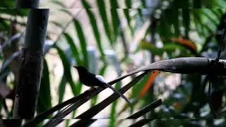 kompilasi murai dan trucuk