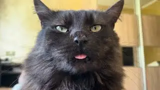 Sweet and cute Cat Shanty. Cute Cat video for relaxation and good vibes. Funny Cat video 4K 