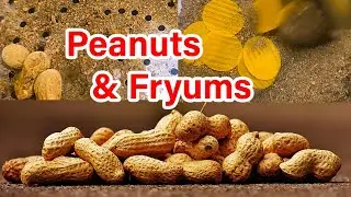 DESI Style PEANUT Fry Without OIL | Home ROASTED Peanuts | FRYUMS Fry