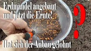 Erdmandel Ernte, hat sich der Anbau gelohnt? Tigernuss / Chufa