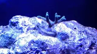 About the Green Birdsnest Coral