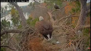 Kisatchie National Forest E-3Eagle - Alex II & Andria III.- Gratulacje ! Jest 1 jajko 🥚🌹🍀22/12/2025