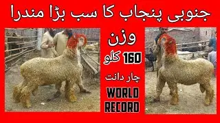 Heavyweight Mundra chatra Top Quality blood line mundre chatre | gujranwala bakra mandi