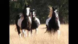 Tribute to Gypsy Mare Apache T. Patch