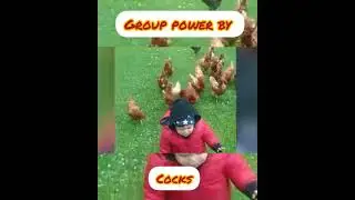 #shorts#funnycock #viral #trending Funny cock video.Group of cock chasing  a boy. Funny animal video